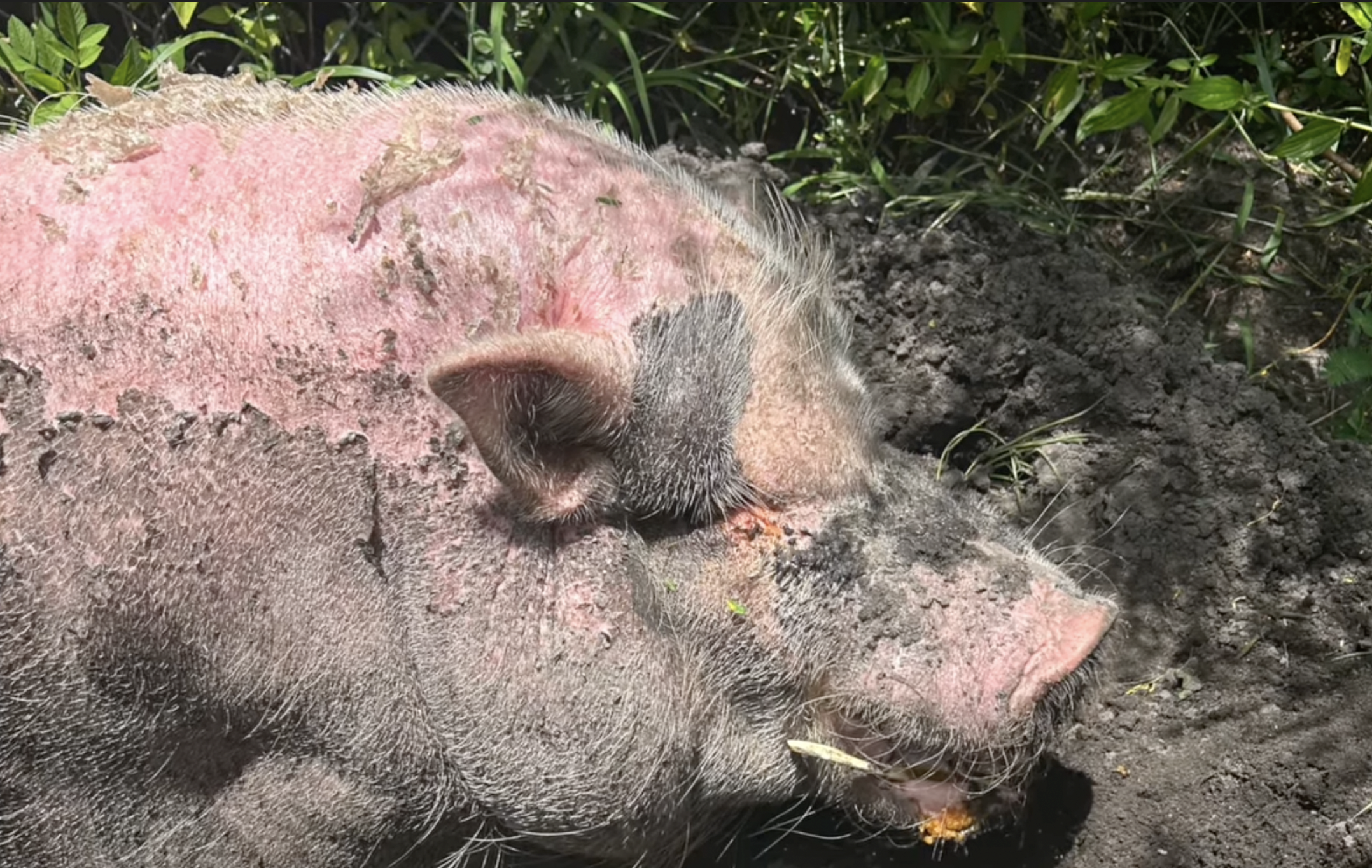 Waddles after leaving SPCA Tampa Bay with severe skin injuries