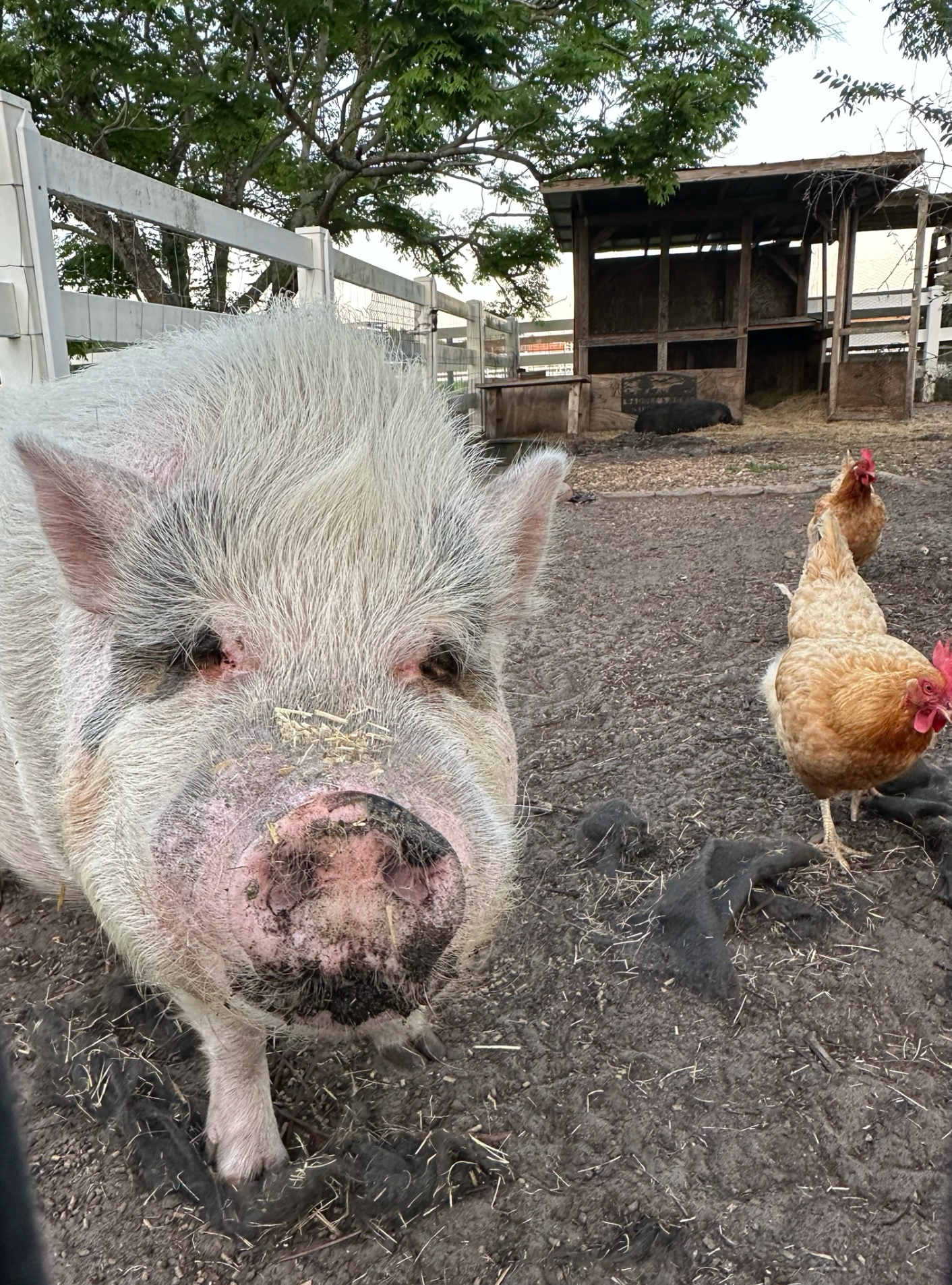 Close-up photo of Waddles with chickens nearby