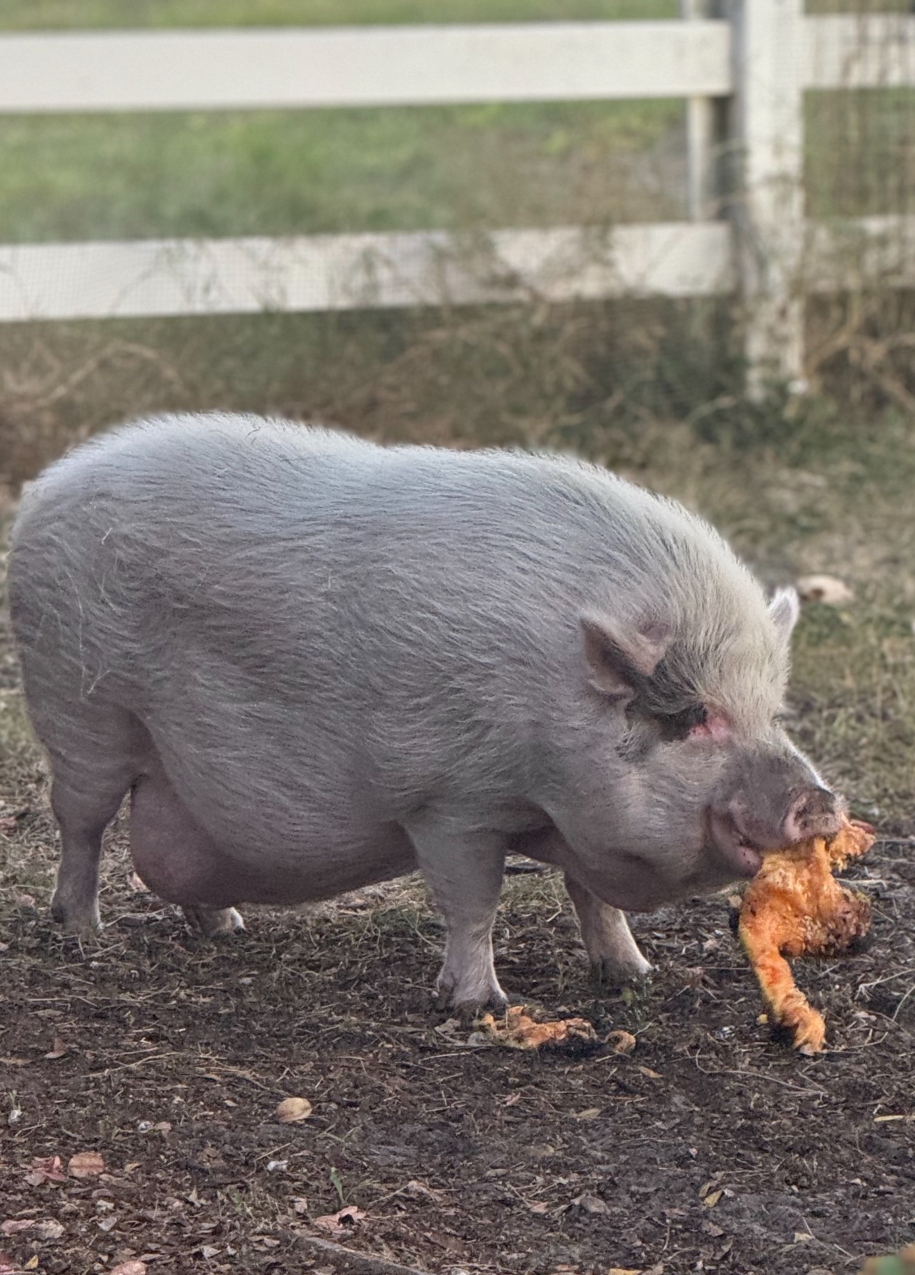 Waddles carrying food