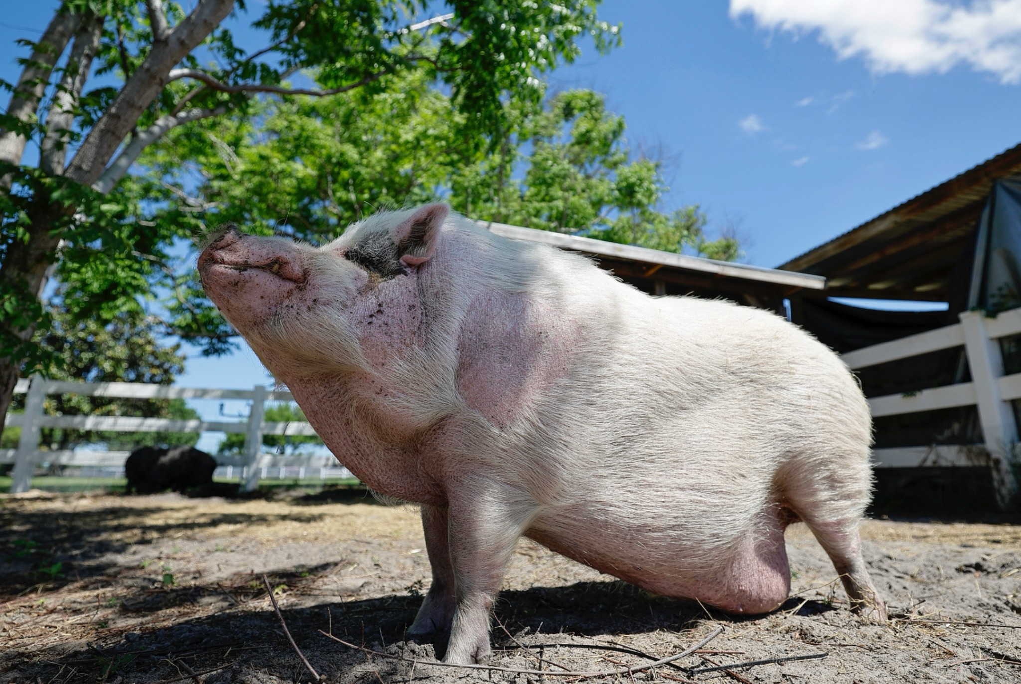 Waddles standing outdoors in the sun