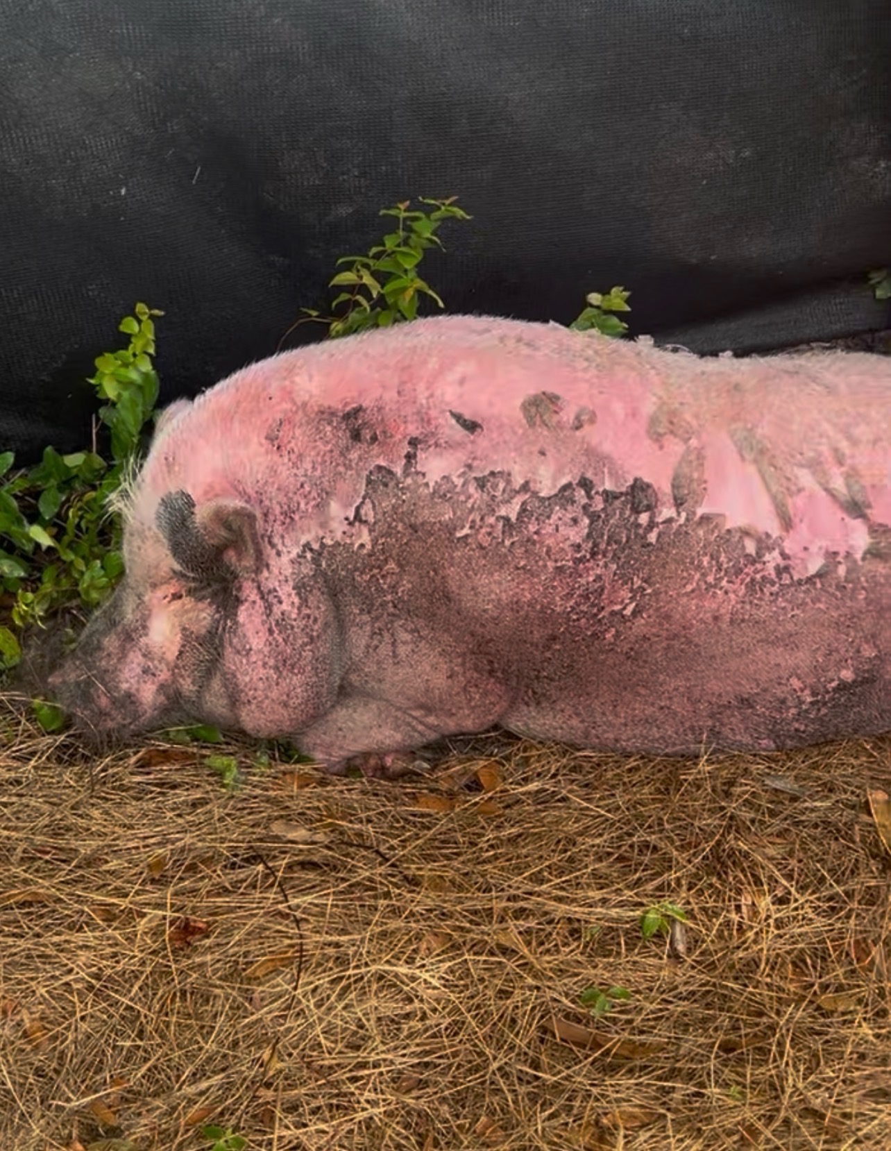 Waddles during the period when his condition drew public attention